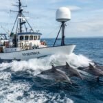 dolphin radar followers
